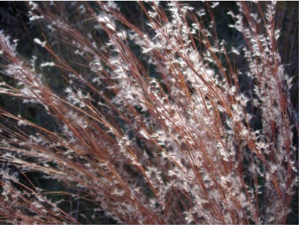 Grass - Little Bluestem (Schizachyrium scoparius)